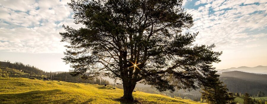 A metaphor for Rolfing and Structural Integration: A balanced tree with a strong central axis, representing the 10-Series and its foundation in Dr. Ida Rolf’s original lineage from the Guild.