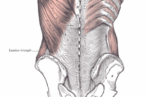 Anatomical illustration of the muscles of the lower back attaching to the vertebral column, from Henry Gray's "Anatomy of the Human Body" (1918).