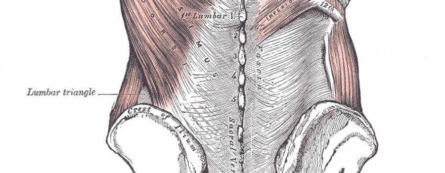 Anatomical illustration of the muscles of the lower back attaching to the vertebral column, from Henry Gray's "Anatomy of the Human Body" (1918).