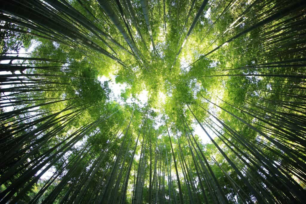 Bamboo forest looking upward toward light — evoking vertical alignment and the gravity principle in Structural Integration