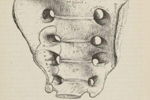Anterior sacrum, anatomical drawing by Henry Gray (1859) — keystone of the pelvis and central to Rolfing in Los Angeles.