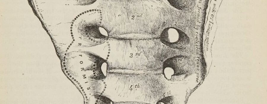 Anterior sacrum, anatomical drawing by Henry Gray (1859) — keystone of the pelvis and central to Rolfing in Los Angeles.